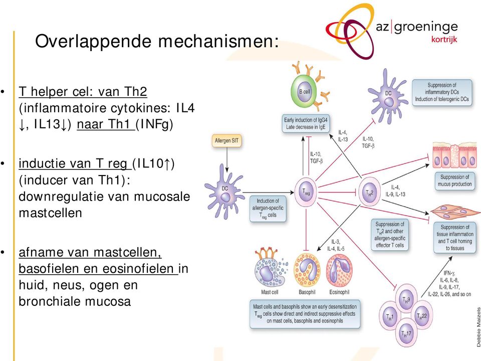 (inducer van Th1): downregulatie van mucosale mastcellen afname van