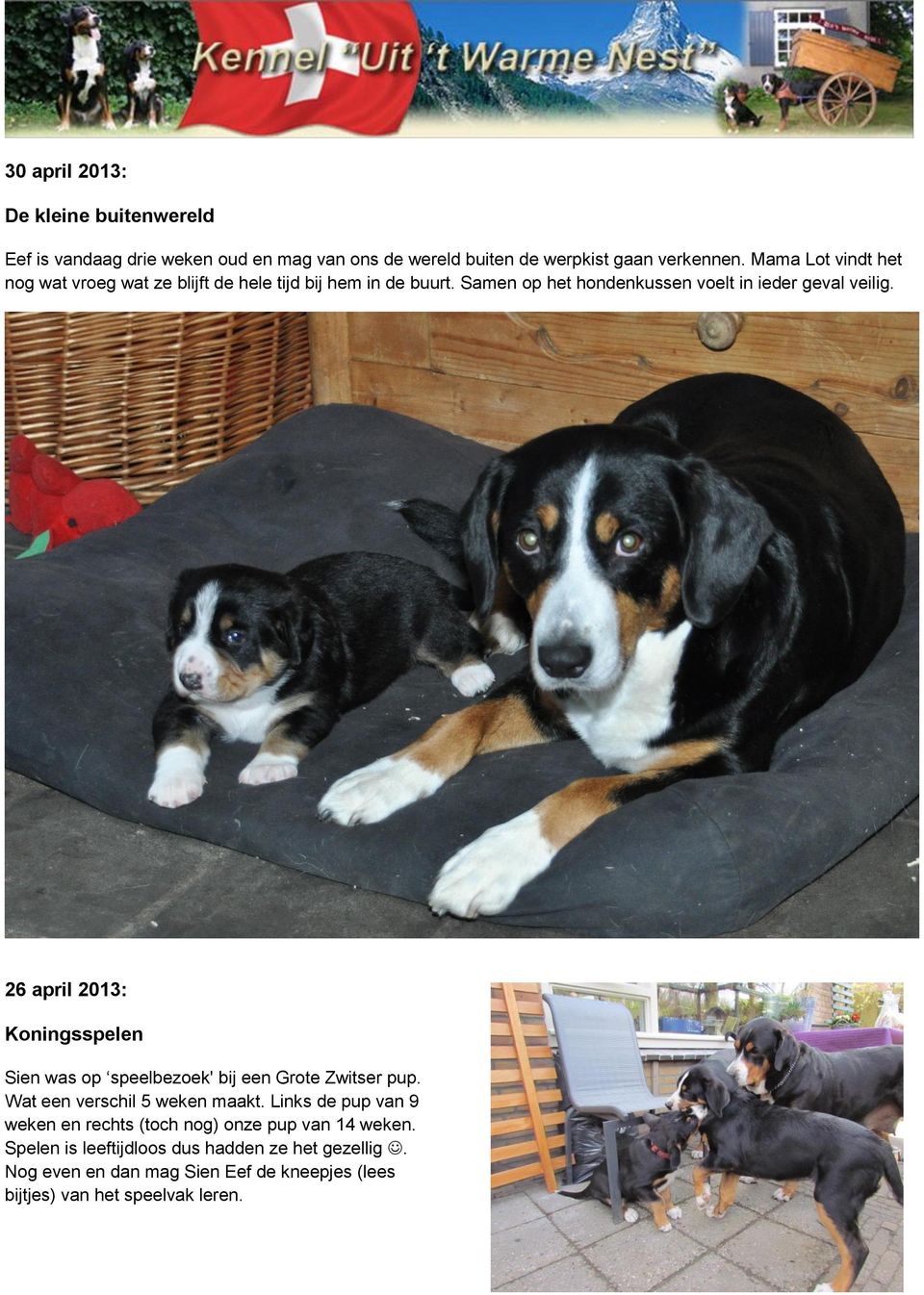 26 april 2013: Koningsspelen Sien was op speelbezoek' bij een Grote Zwitser pup. Wat een verschil 5 weken maakt.