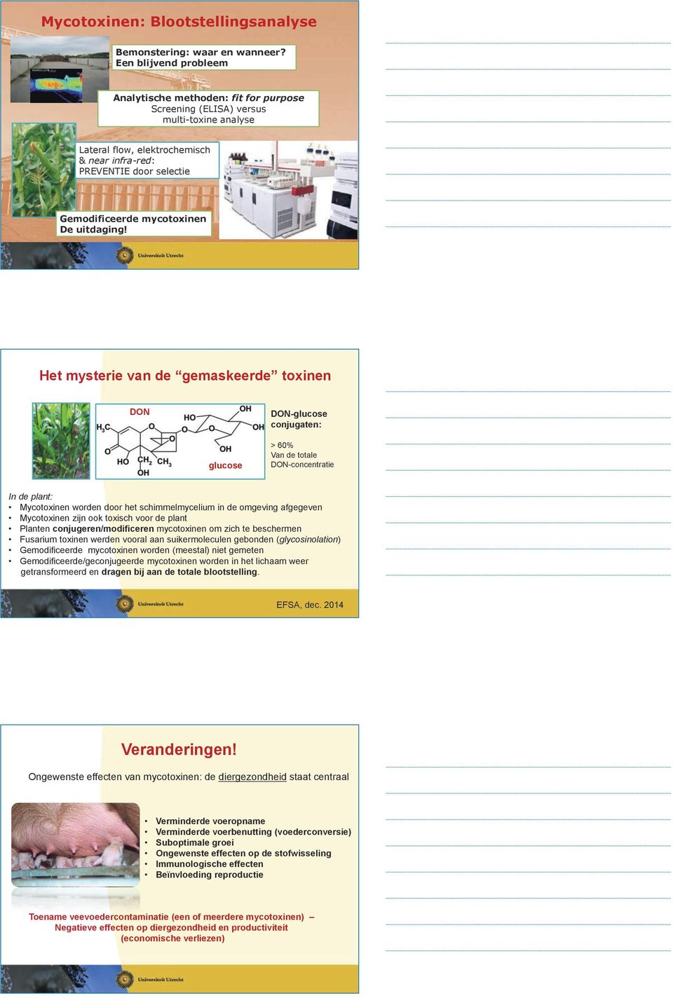 Het mysterie van de gemaskeerde toxinen DN DN-glucose conjugaten: glucose > 60% Van de totale DN-concentratie In de plant: Mycotoxinen worden door het schimmelmycelium in de omgeving afgegeven