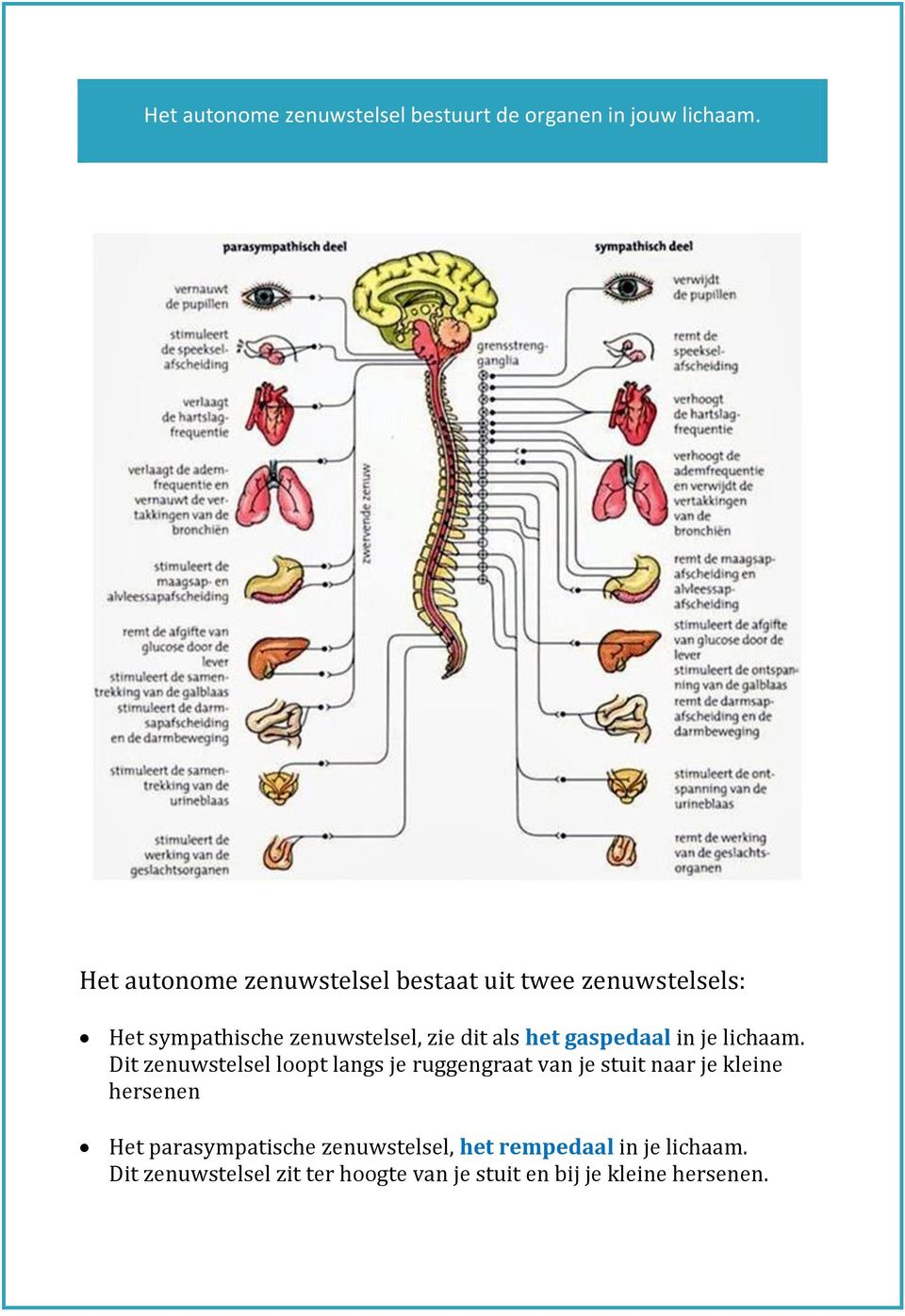 het gaspedaal in je lichaam.