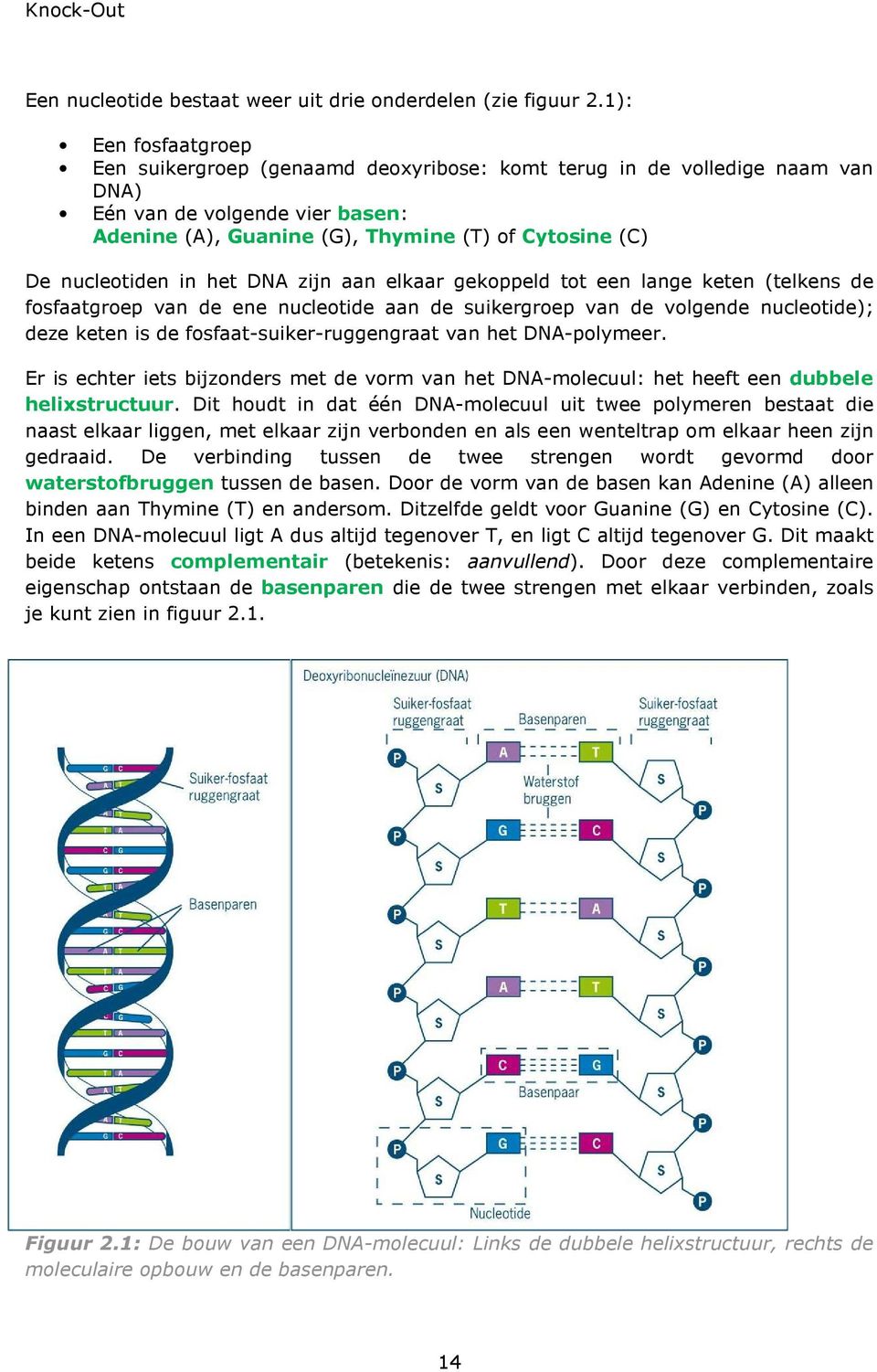 nucleotiden in het DNA zijn aan elkaar gekoppeld tot een lange keten (telkens de fosfaatgroep van de ene nucleotide aan de suikergroep van de volgende nucleotide); deze keten is de