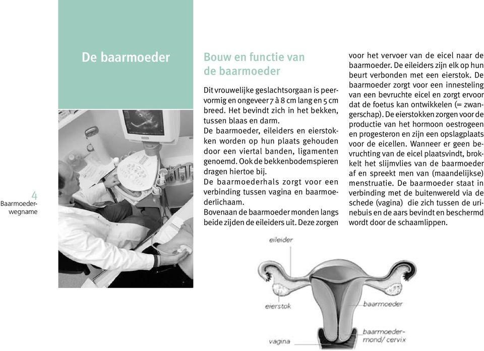 De baarmoederhals zorgt voor een verbinding tussen vagina en baarmoederlichaam. Bovenaan de baarmoeder monden langs beide zijden de eileiders uit.