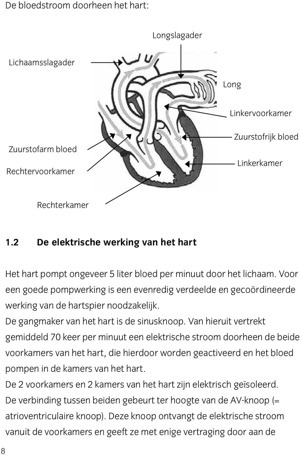 Voor een goede pompwerking is een evenredig verdeelde en gecoördineerde werking van de hartspier noodzakelijk. De gangmaker van het hart is de sinusknoop.