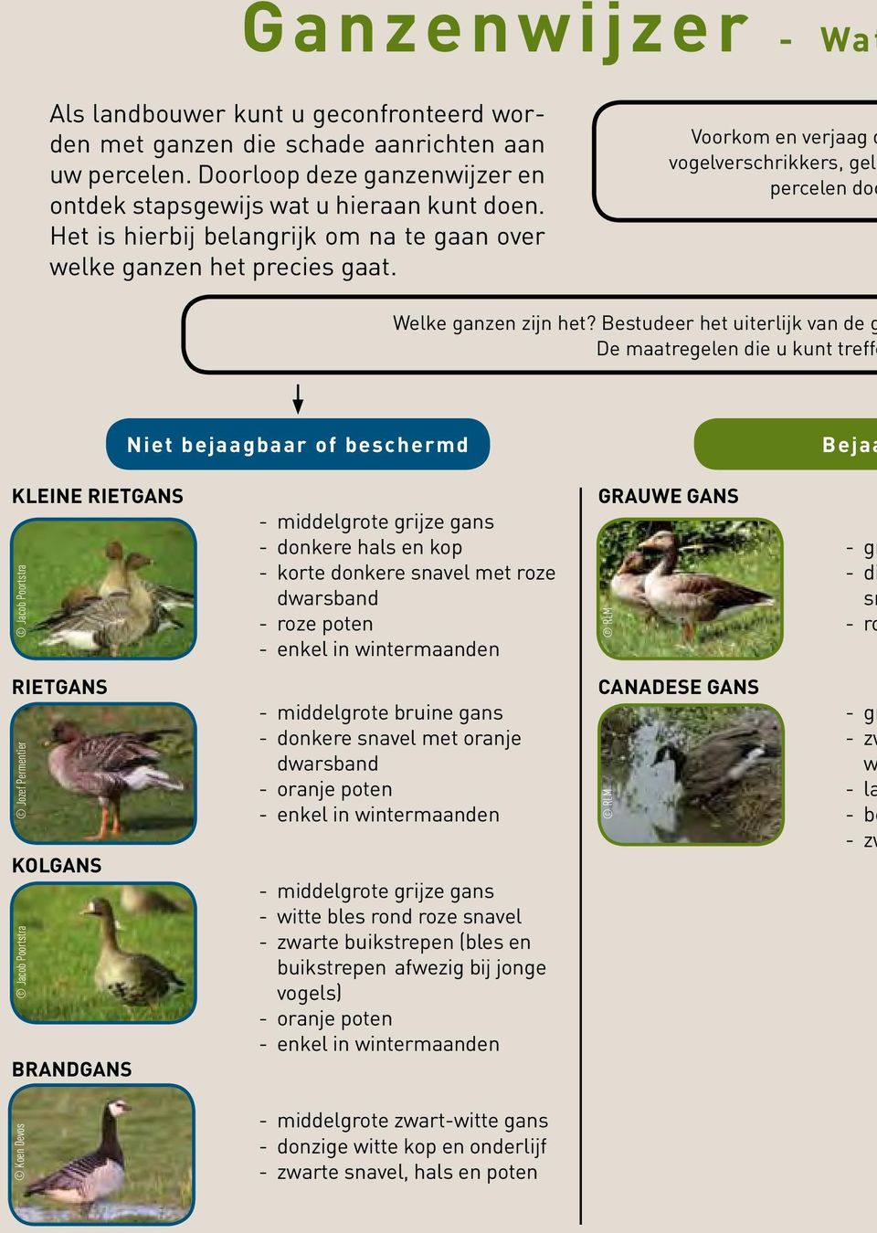 Bestudeer het uiterlijk van de g De maatregelen die u kunt treffe Niet bejaagbaar of beschermd Bejaa KleiNe rietgans Jacob Poortstra - middelgrote grijze gans - donkere hals en kop - korte donkere