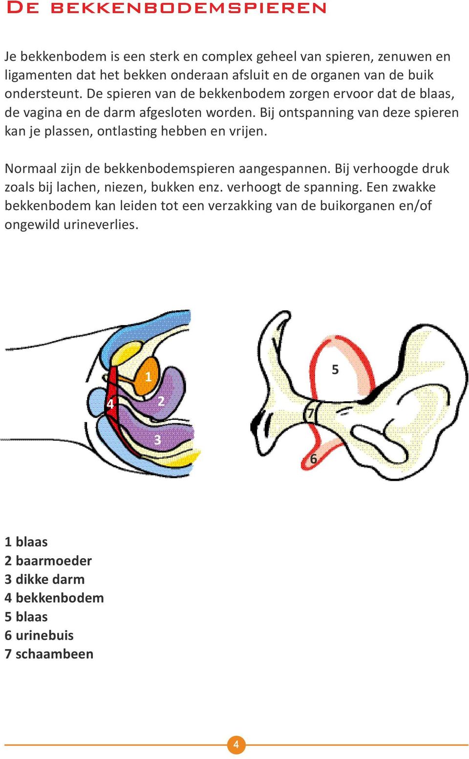 Bij ontspanning van deze spieren kan je plassen, ontlasting hebben en vrijen. Normaal zijn de bekkenbodemspieren aangespannen.