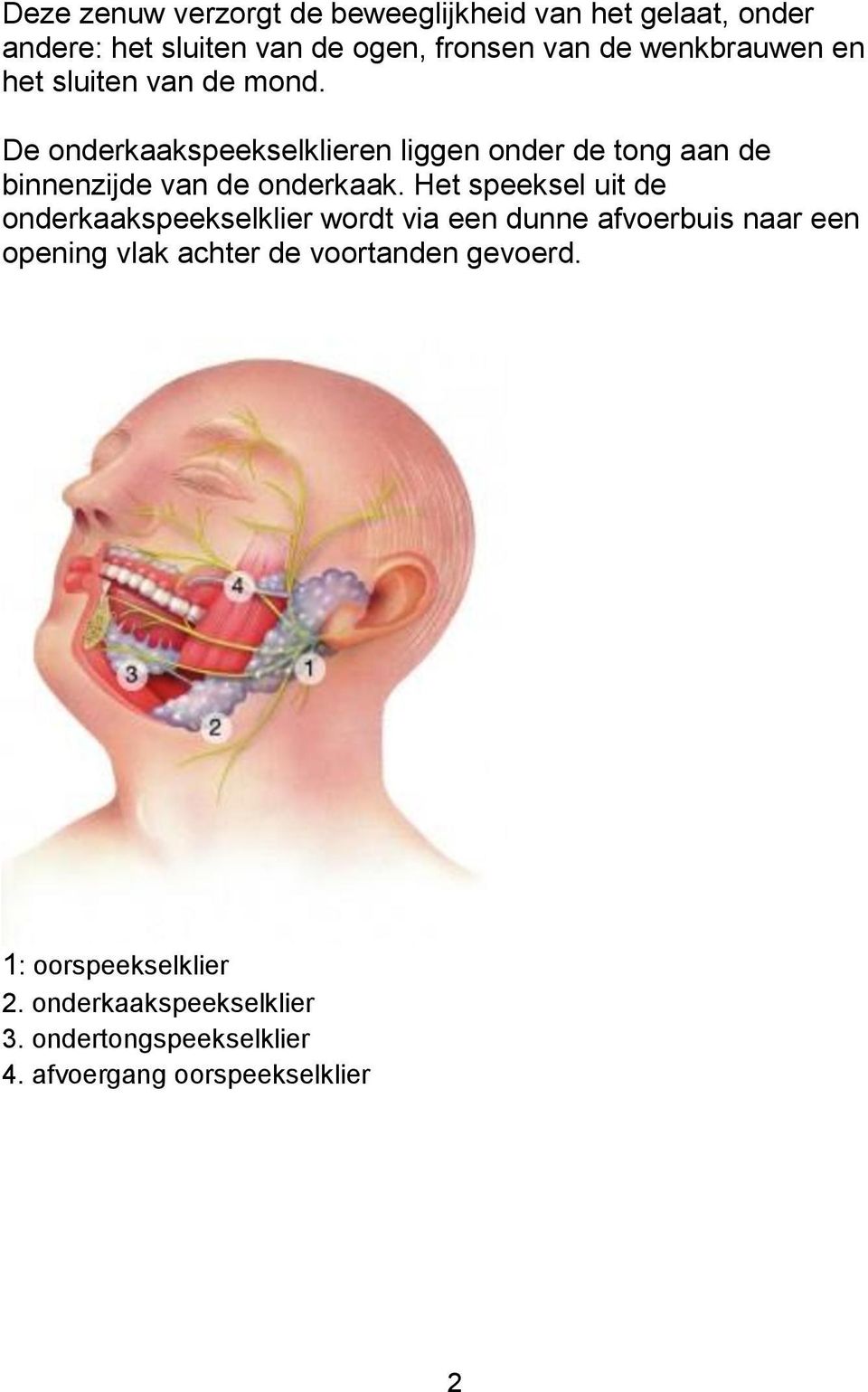 De onderkaakspeekselklieren liggen onder de tong aan de binnenzijde van de onderkaak.