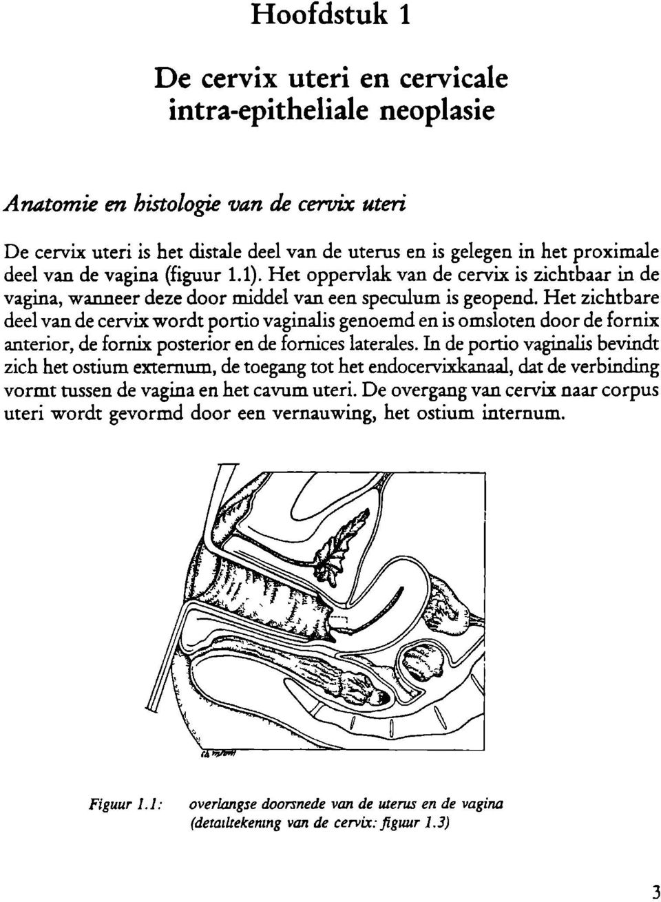 Het zichtbare deel van de cervix wordt portio vaginalis genoemd en is omsloten door de fornix anterior, de fornix posterior en de fornices laterales.