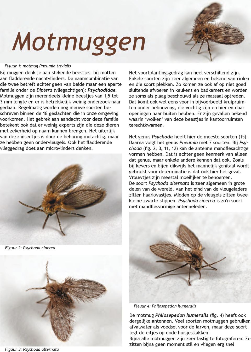 Motmuggen zijn merendeels kleine beestjes van 1,5 tot 3 mm lengte en er is betrekkelijk weinig onderzoek naar gedaan.