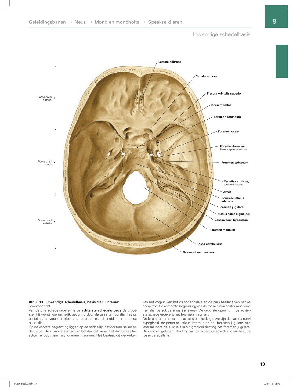 sigmoidei Fossa cranii posterior Canalis nervi hypoglossi Foramen magnum Fossa cerebellaris Sulcus sinus transversi Afb. 8.13 Inwendige schedelbasis, basis cranii interna; bovenaanzicht.