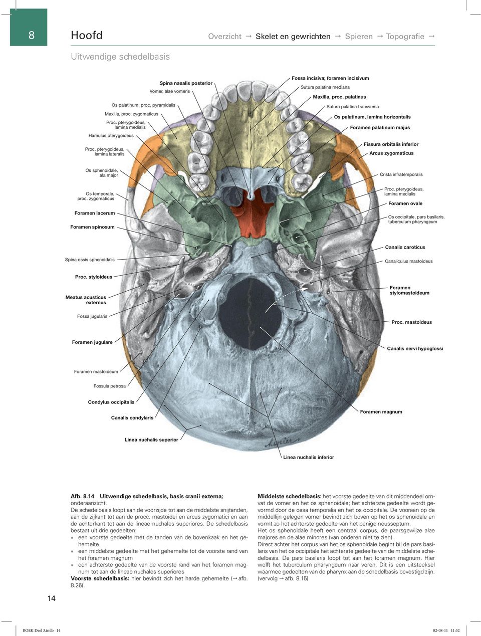 pterygoideus, Lamina lamina lateralis Fossa incisiva; Foramen foramen incisivum Sutura palatina mediana Maxilla, proc. Proc.