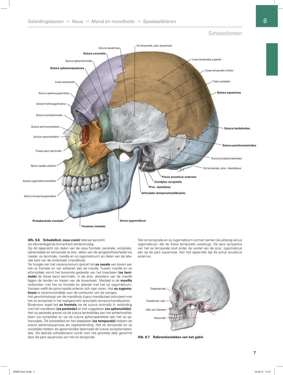 Sutura nasomaxillaris Sutura parietomastoidea Fossa sacci lacrimalis Sutura occipitomastoidea Spina nasalis anterior Os temporale, Proc. proc.