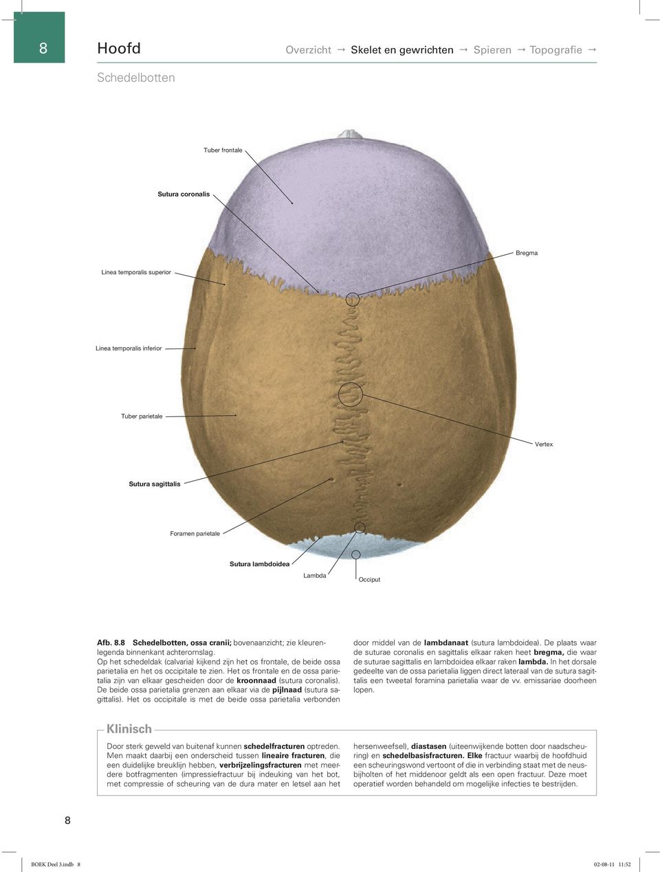 Op het schedeldak (calvaria) kijkend zijn het os frontale, de beide ossa parietalia en het os occipitale te zien.