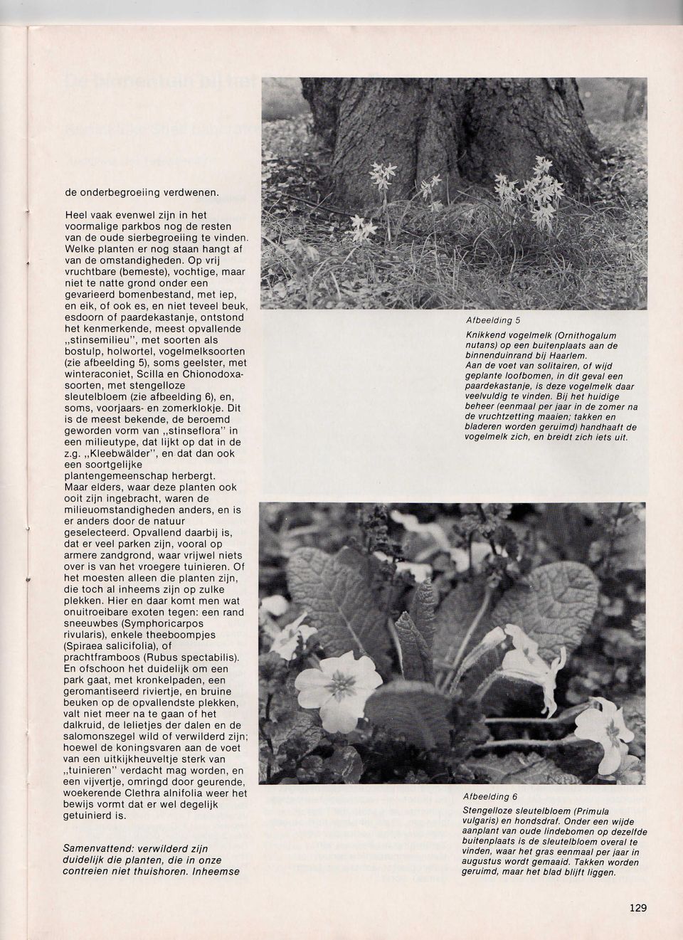 kenmerkende, meest opvallende stinsemilieu", met soorten als bostulp, holwortel, vogelmelksoorten (zie afbeelding 5), soms geelster, met winteraconiet, Scilla en Chionodoxasoorten, met stengelloze