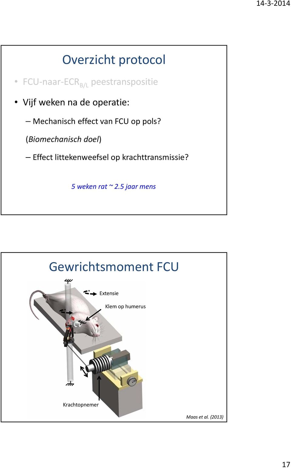 (Biomechanisch doel) Effect littekenweefsel op krachttransmissie?