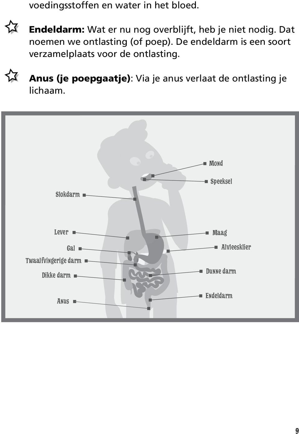 De endeldarm is een soort verzamelplaats voor de ontlasting.