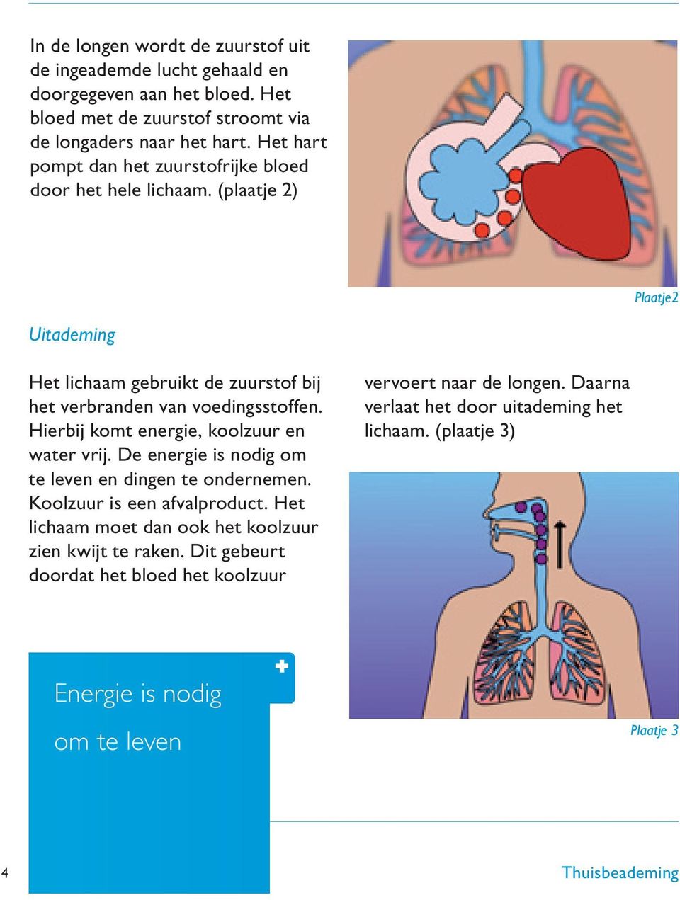 Hierbij komt energie, koolzuur en water vrij. De energie is nodig om te leven en dingen te ondernemen. Koolzuur is een afvalproduct.