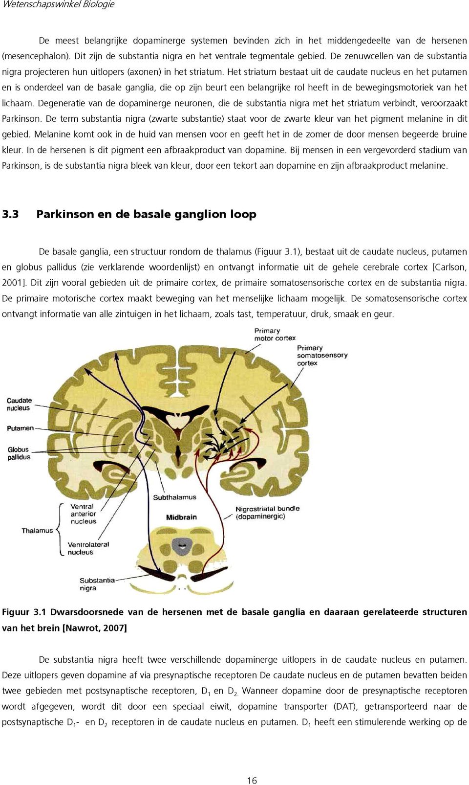 Het striatum bestaat uit de caudate nucleus en het putamen en is onderdeel van de basale ganglia, die op zijn beurt een belangrijke rol heeft in de bewegingsmotoriek van het lichaam.