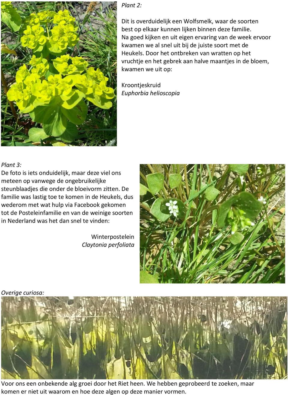 Door het ontbreken van wratten op het vruchtje en het gebrek aan halve maantjes in de bloem, kwamen we uit op: Kroontjeskruid Euphorbia helioscopia Plant 3: De foto is iets onduidelijk, maar deze