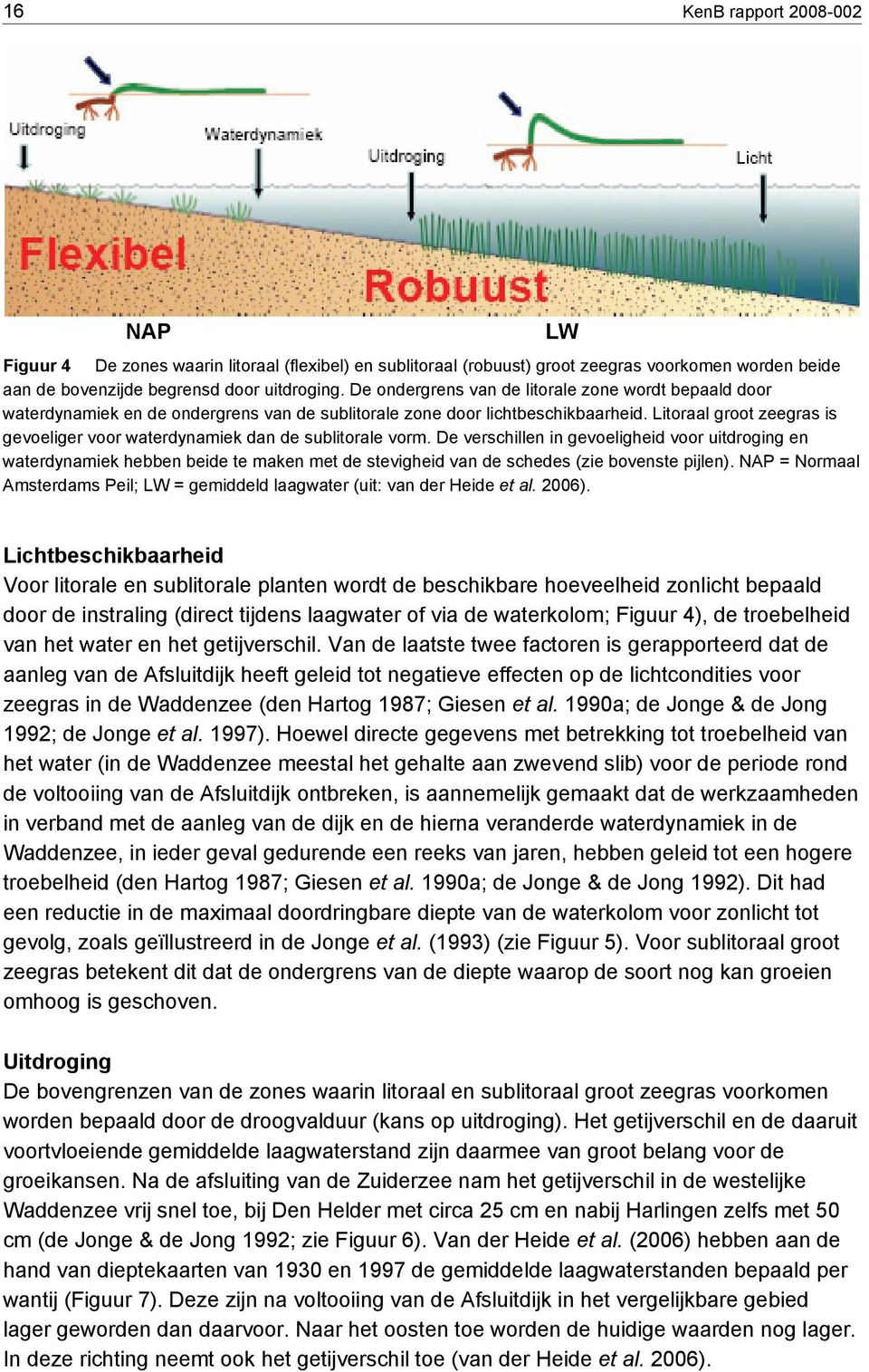 Litoraal groot zeegras is gevoeliger voor waterdynamiek dan de sublitorale vorm.