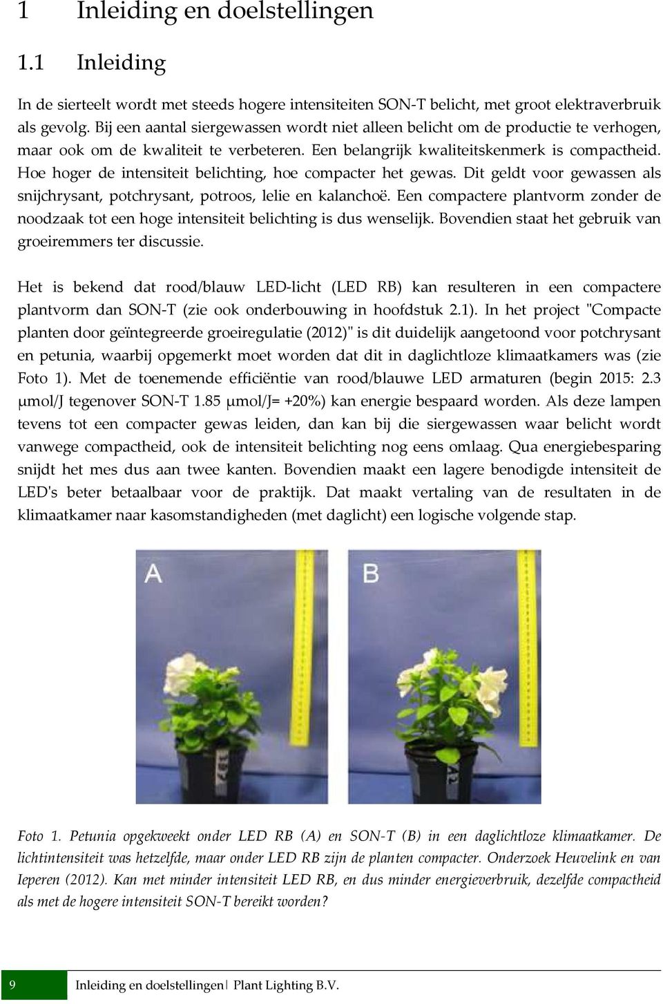 Hoe hoger de intensiteit belichting, hoe compacter het gewas. Dit geldt voor gewassen als snijchrysant, potchrysant, potroos, lelie en kalanchoë.