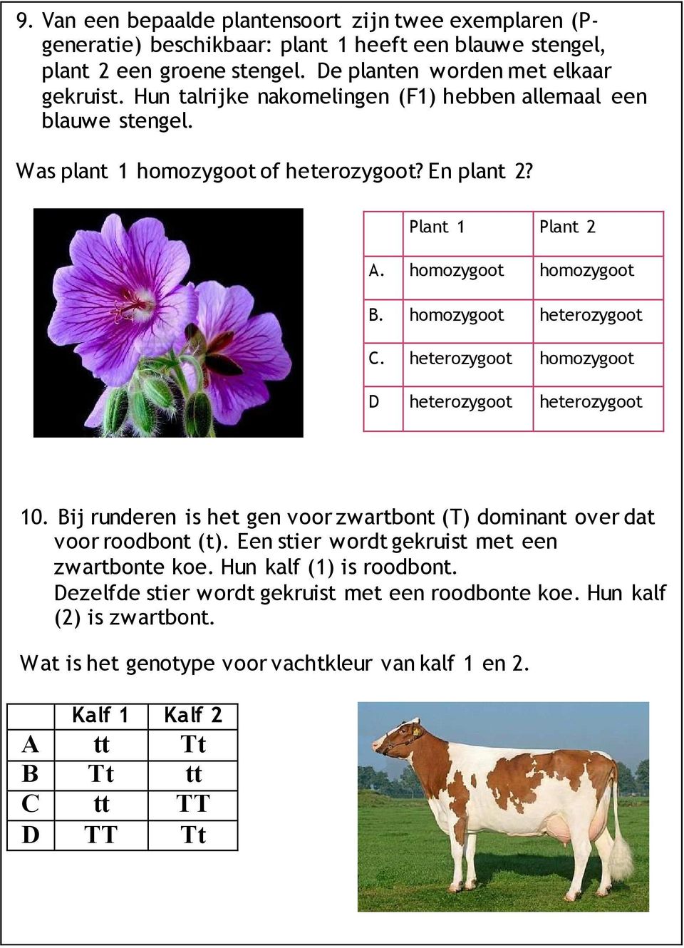heterozygoot homozygoot D heterozygoot heterozygoot 10. Bij runderen is het gen voor zwartbont (T) dominant over dat voor roodbont (t). Een stier wordt gekruist met een zwartbonte koe.