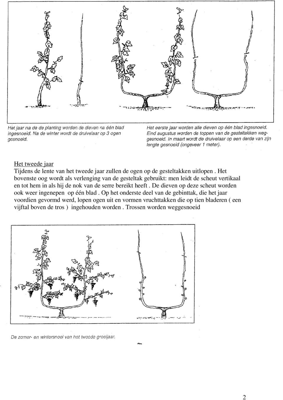 serre bereikt heeft. De dieven op deze scheut worden ook weer ingenepen op één blad.