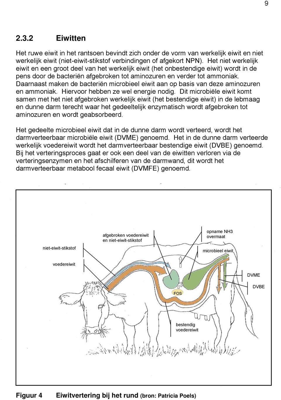 Daarnaast maken de bacteriën microbieel eiwit aan op basis van deze aminozuren en ammoniak. Hiervoor hebben ze wel energie nodig.