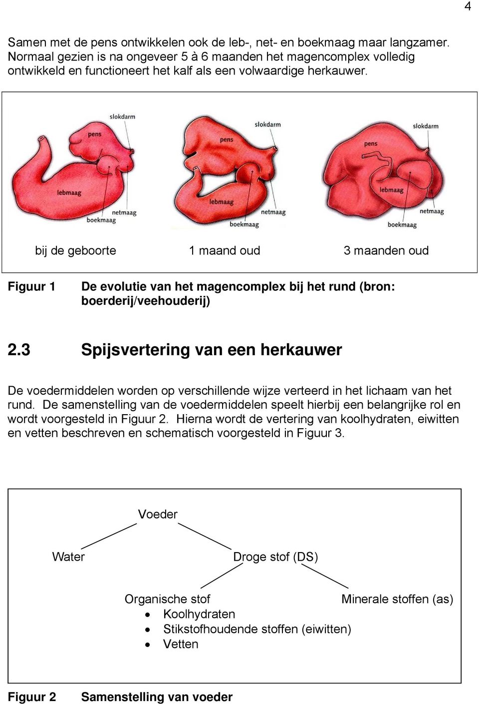 bij de geboorte 1 maand oud 3 maanden oud Figuur 1 De evolutie van het magencomplex bij het rund (bron: boerderij/veehouderij) 2.