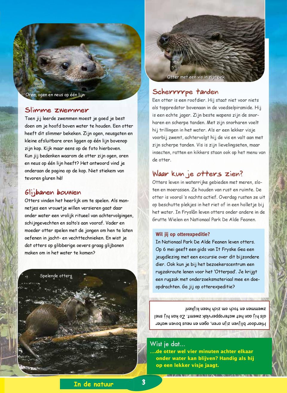 Het antwoord vind je onderaan de pagina op de kop. Niet stiekem van tevoren gluren hè! Glijbanen bouwen Otters vinden het heerlijk om te spelen.