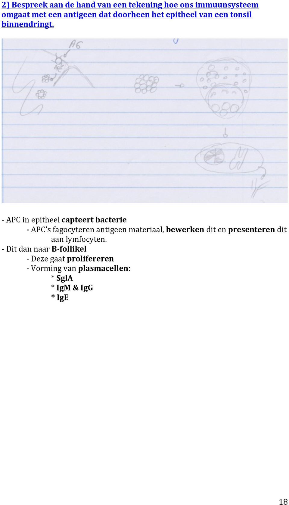 - APC in epitheel capteert bacterie - APC s fagocyteren antigeen materiaal, bewerken dit en