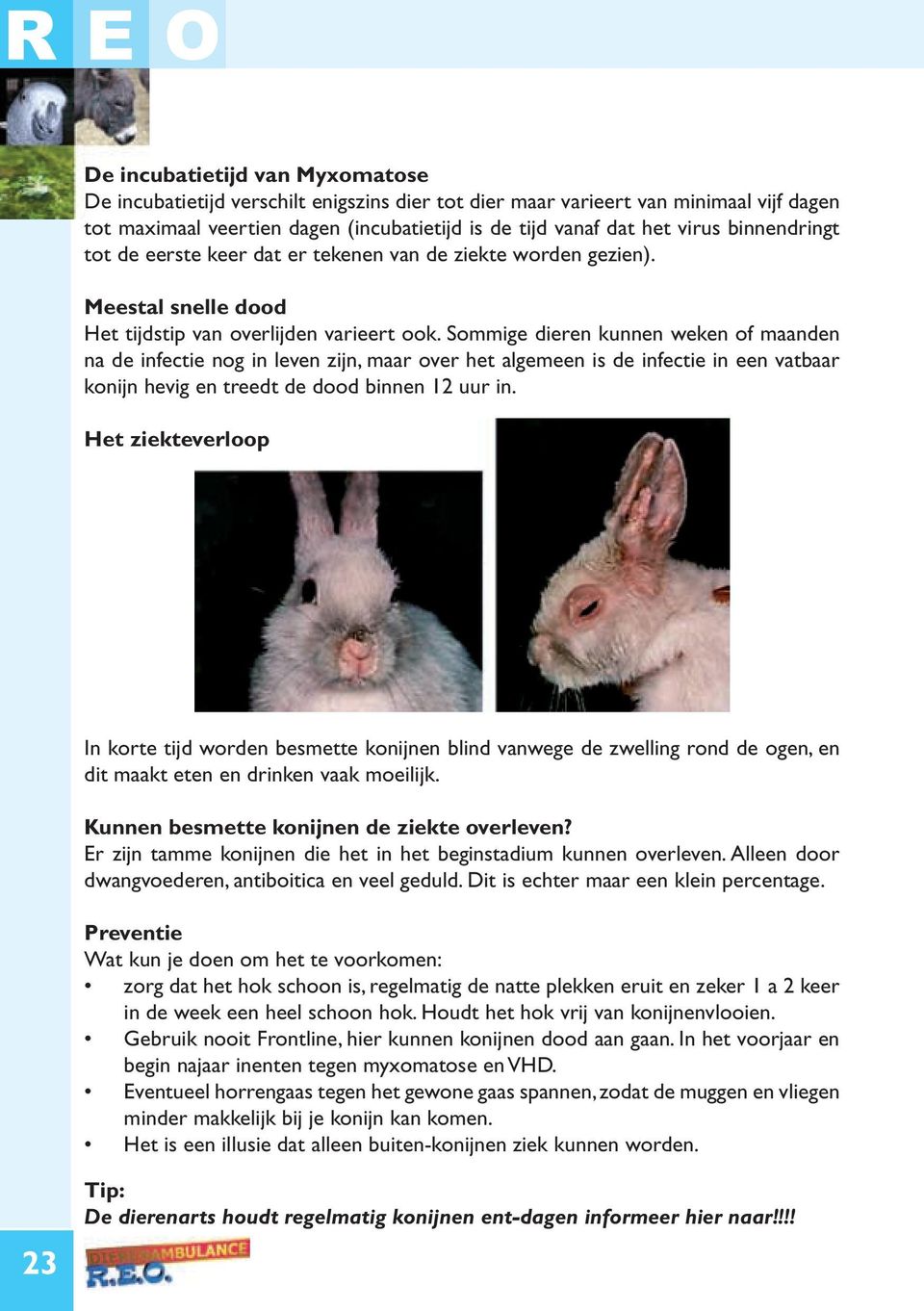 Sommige dieren kunnen weken of maanden na de infectie nog in leven zijn, maar over het algemeen is de infectie in een vatbaar konijn hevig en treedt de dood binnen 12 uur in.