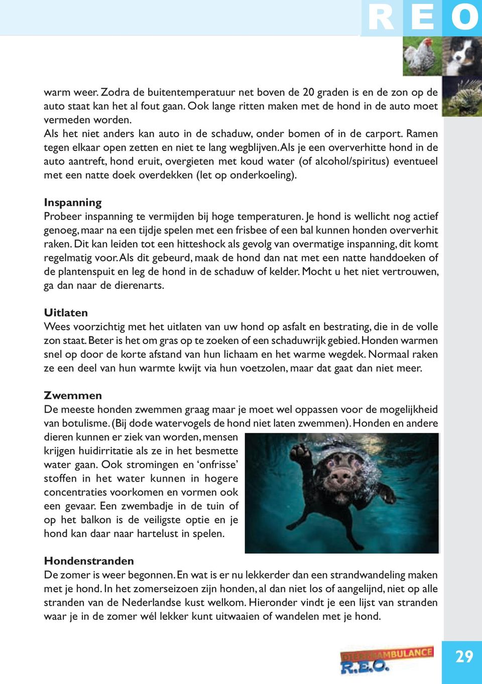 Als je een oververhitte hond in de auto aantreft, hond eruit, overgieten met koud water (of alcohol/spiritus) eventueel met een natte doek overdekken (let op onderkoeling).