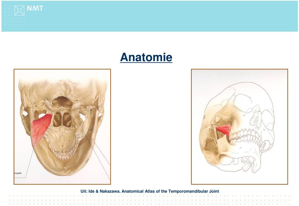 Anatomical Atlas of