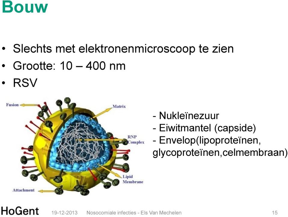 Nukleïnezuur - Eiwitmantel (capside) -