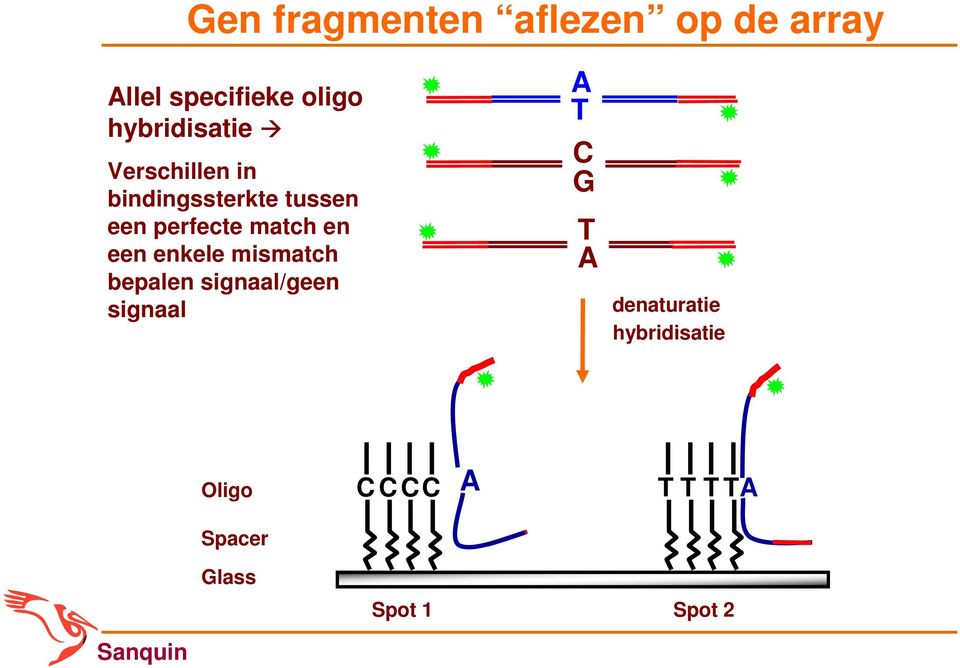 match en een enkele mismatch bepalen signaal/geen signaal A T C G