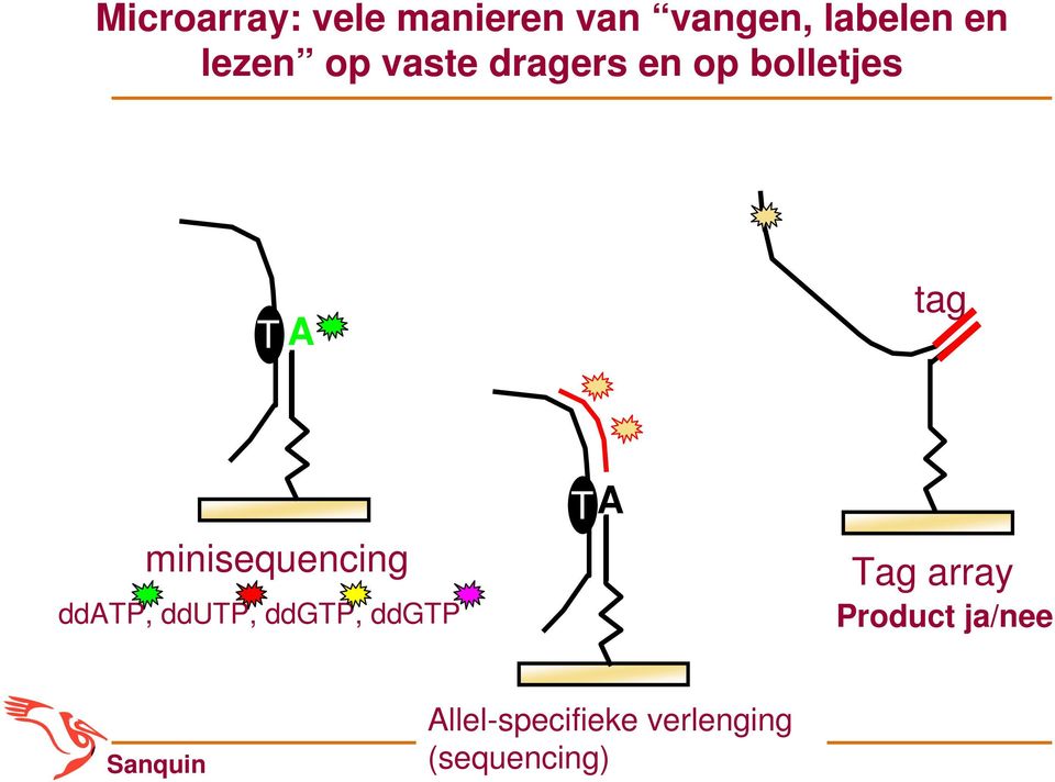 minisequencing ddatp, ddutp, ddgtp, ddgtp TA Tag