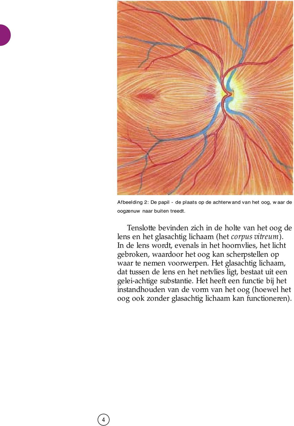 In de lens wordt, evenals in het hoornvlies, het licht gebroken, waardoor het oog kan scherpstellen op waar te nemen voorwerpen.