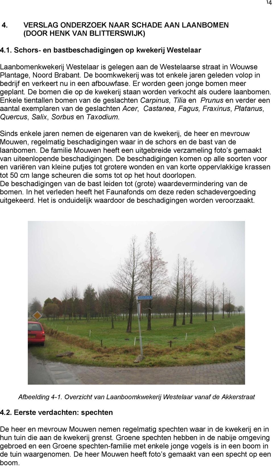 De bomen die op de kwekerij staan worden verkocht als oudere laanbomen.