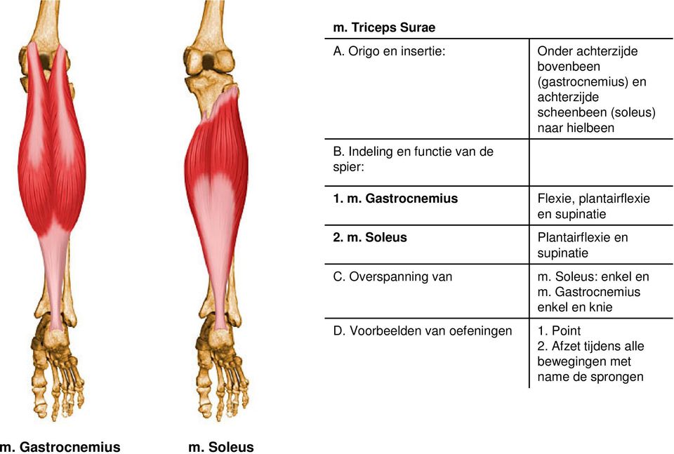 Voorbeelden van oefeningen Onder achterzijde bovenbeen (gastrocnemius) en achterzijde scheenbeen (soleus) naar