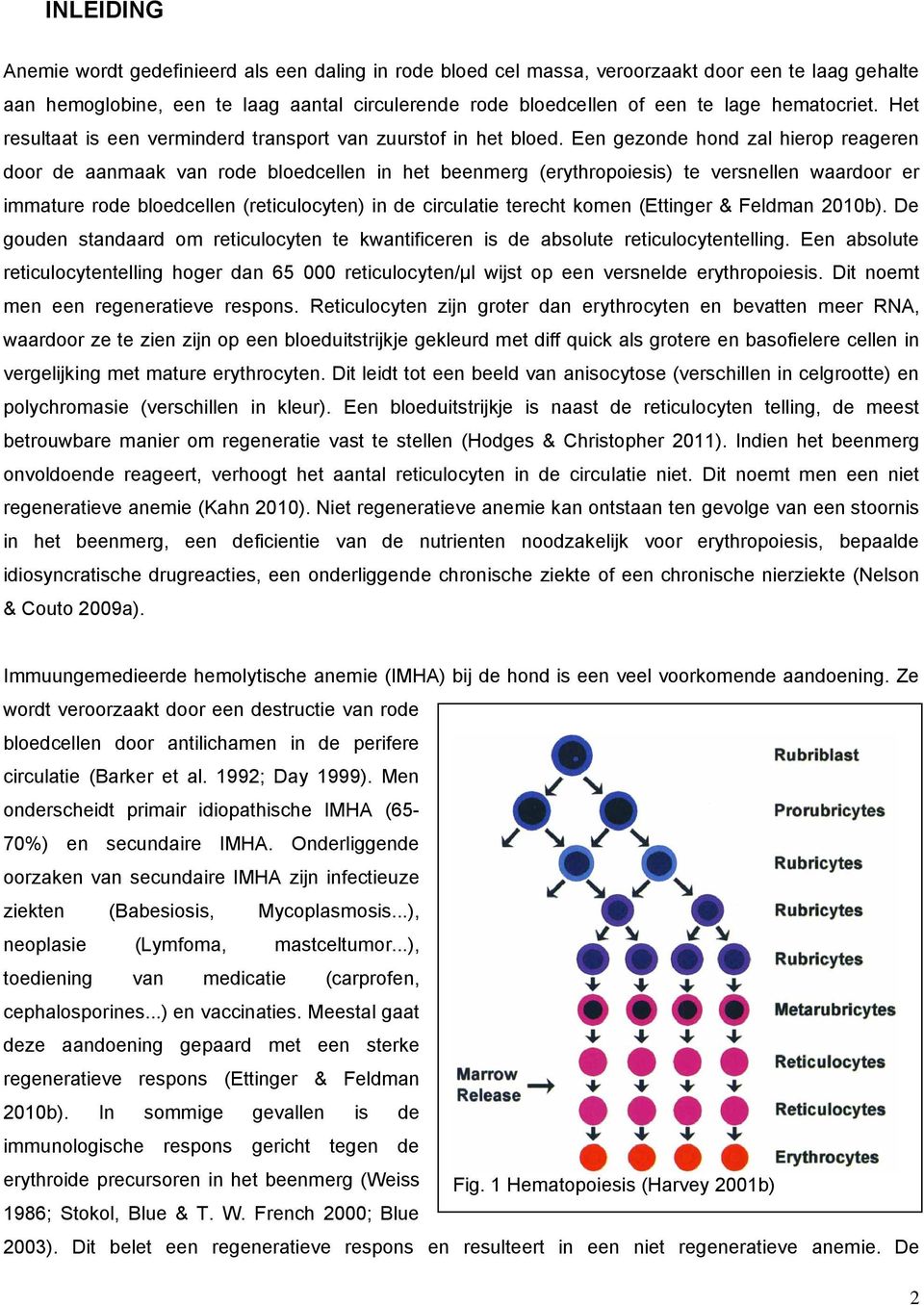 Een gezonde hond zal hierop reageren door de aanmaak van rode bloedcellen in het beenmerg (erythropoiesis) te versnellen waardoor er immature rode bloedcellen (reticulocyten) in de circulatie terecht