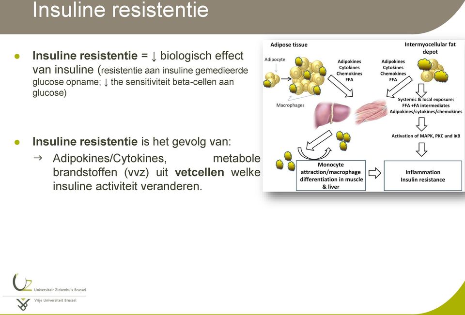 beta-cellen aan glucose) Insuline resistentie is het gevolg van: