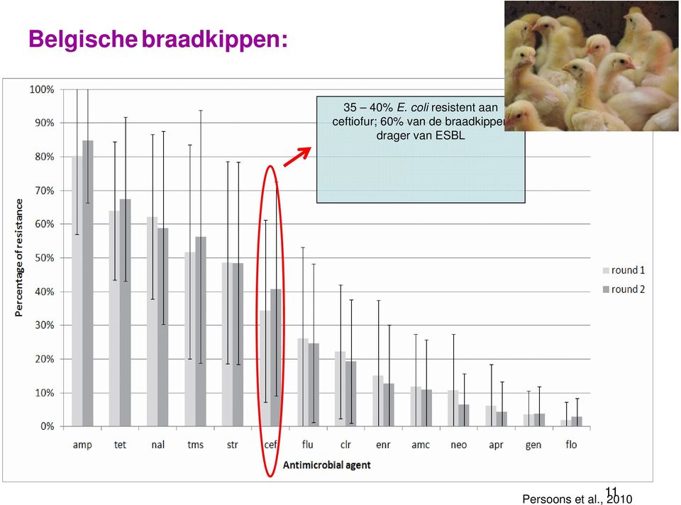 60% van de braadkippen drager