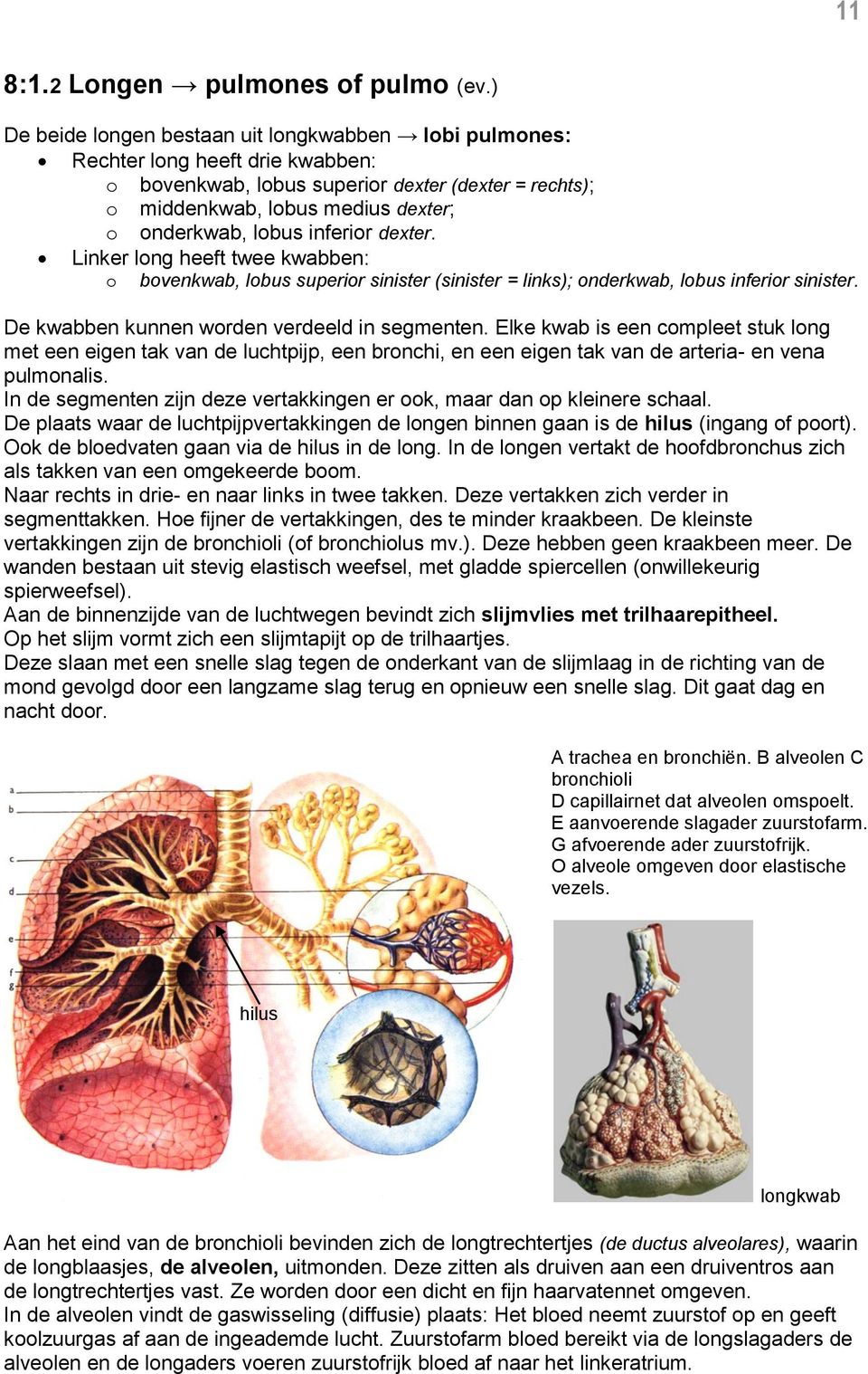 inferior dexter. Linker long heeft twee kwabben: o bovenkwab, lobus superior sinister (sinister = links); onderkwab, lobus inferior sinister. De kwabben kunnen worden verdeeld in segmenten.