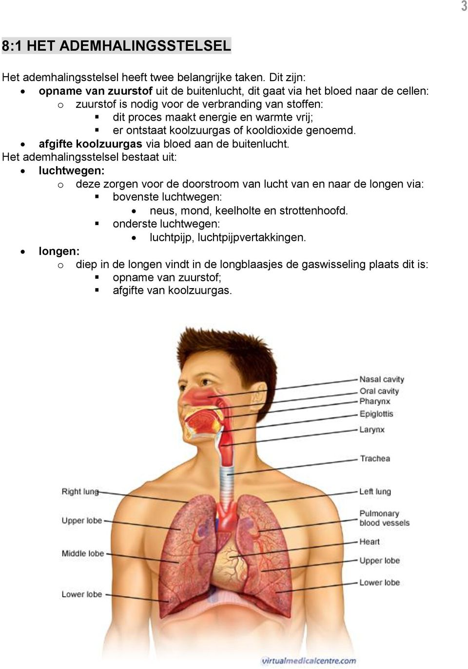 vrij; er ontstaat koolzuurgas of kooldioxide genoemd. afgifte koolzuurgas via bloed aan de buitenlucht.