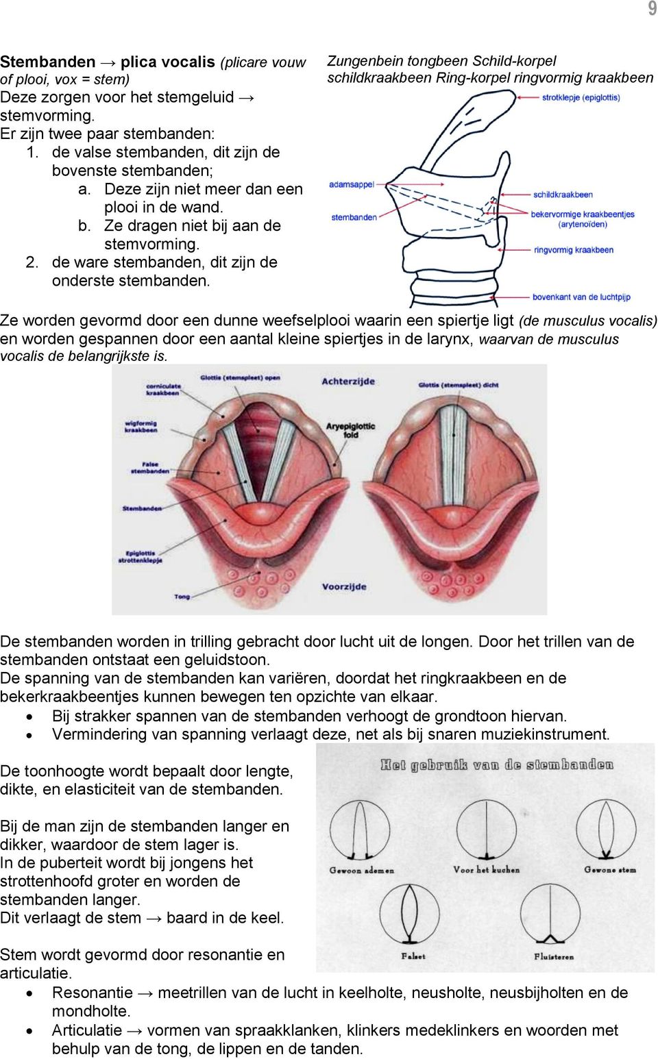 Zungenbein tongbeen Schild-korpel schildkraakbeen Ring-korpel ringvormig kraakbeen Ze worden gevormd door een dunne weefselplooi waarin een spiertje ligt (de musculus vocalis) en worden gespannen