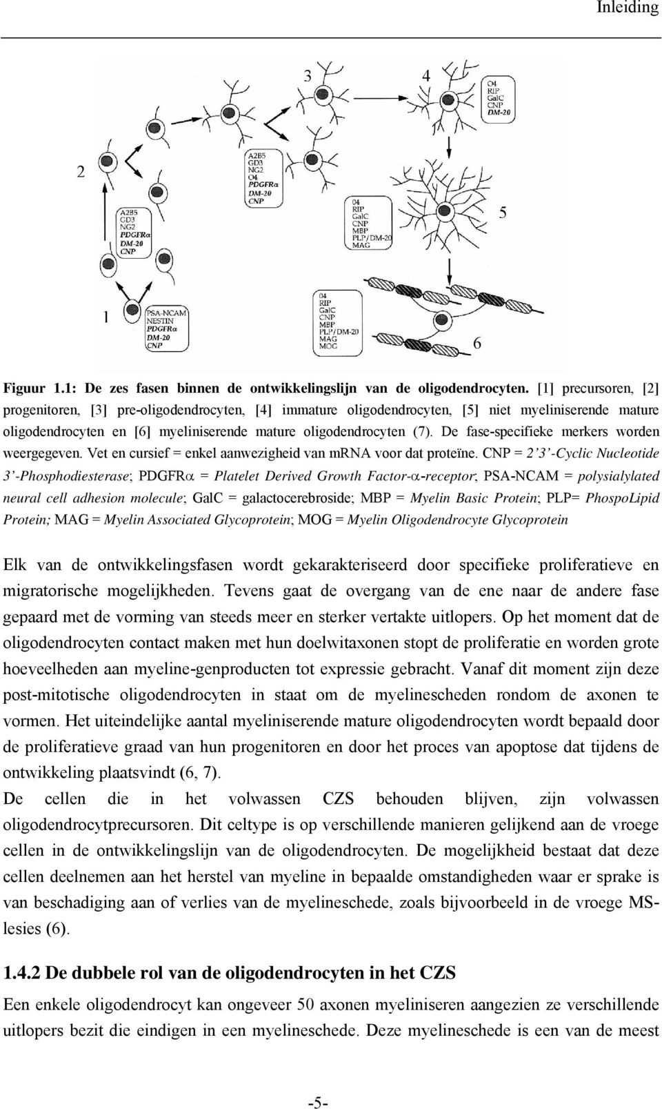 De fase-specifieke merkers worden weergegeven. Vet en cursief = enkel aanwezigheid van mrna voor dat proteïne.