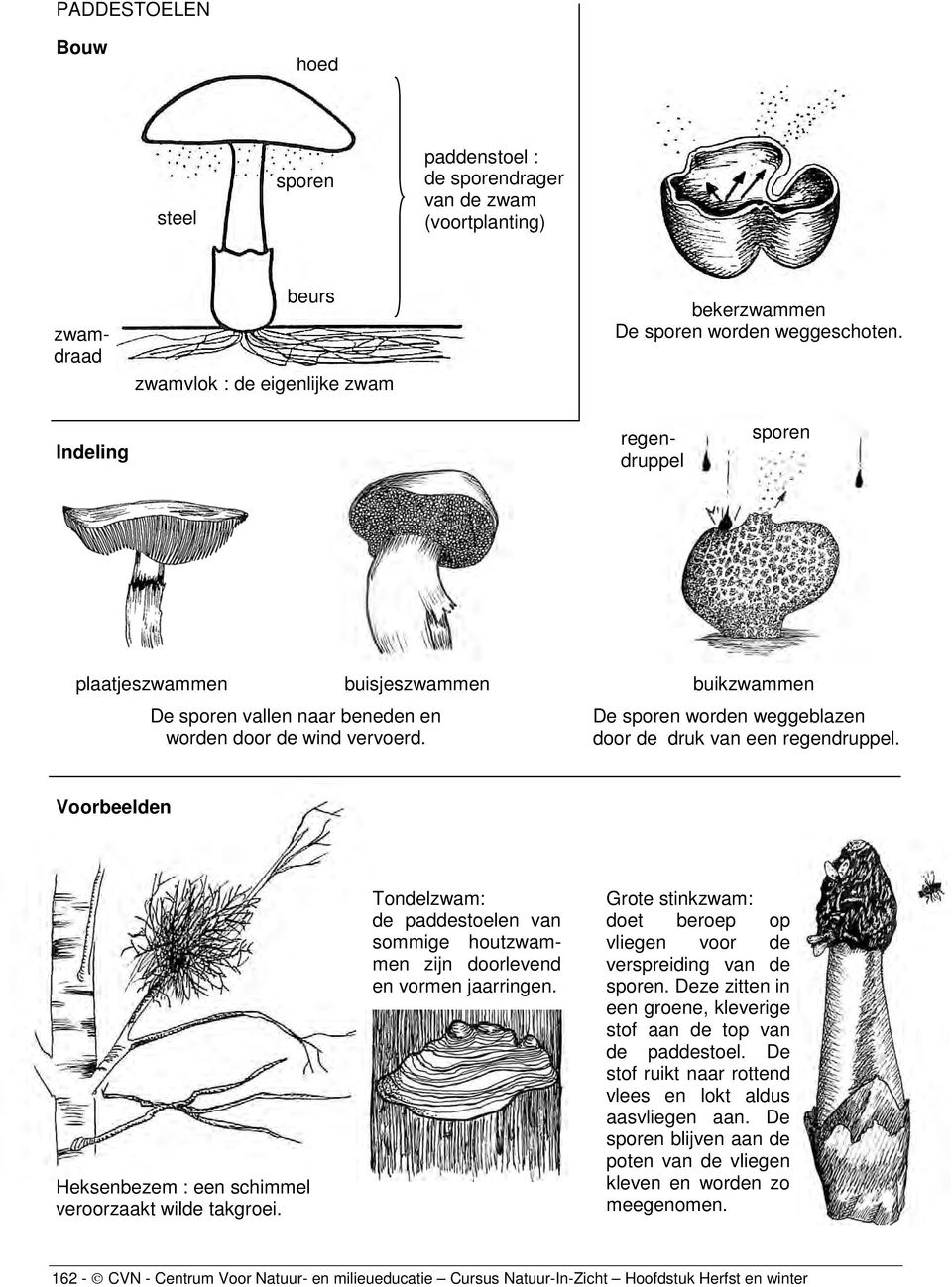 Voorbeelden Heksenbezem : een schimmel veroorzaakt wilde takgroei. Tondelzwam: de paddestoelen van sommige houtzwammen zijn doorlevend en vormen jaarringen.