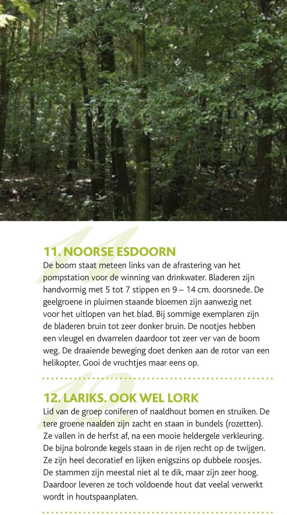 De nootjes hebben een vleugel en dwarrelen daardoor tot zeer ver van de boom weg. De draaiende beweging doet denken aan de rotor van een helikopter. Gooi de vruchtjes maar eens op. 12. LARIKS.