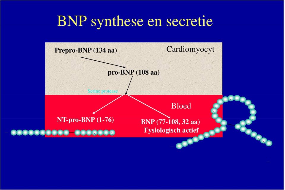 G S A S Y T L R A P R Bloed BNP (77-108, 32 aa) Fysiologisch actief H