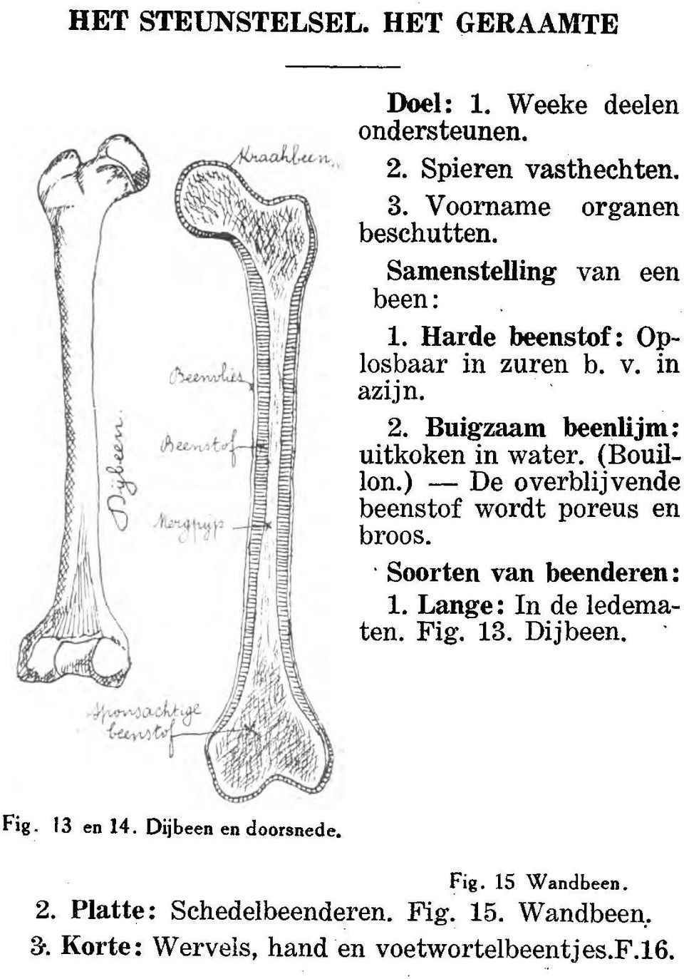 ) -De overblijvende beenstof wordt poreus en broos. Soorten van beenderen: 1. Lange: In de ledematen. Fig. 13. Dijbeen. Fig. 13 en 14.
